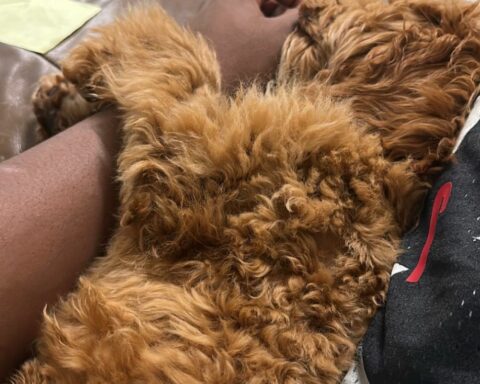 Vladimir Guerrero Jr. to his pet: "Sad just like me"