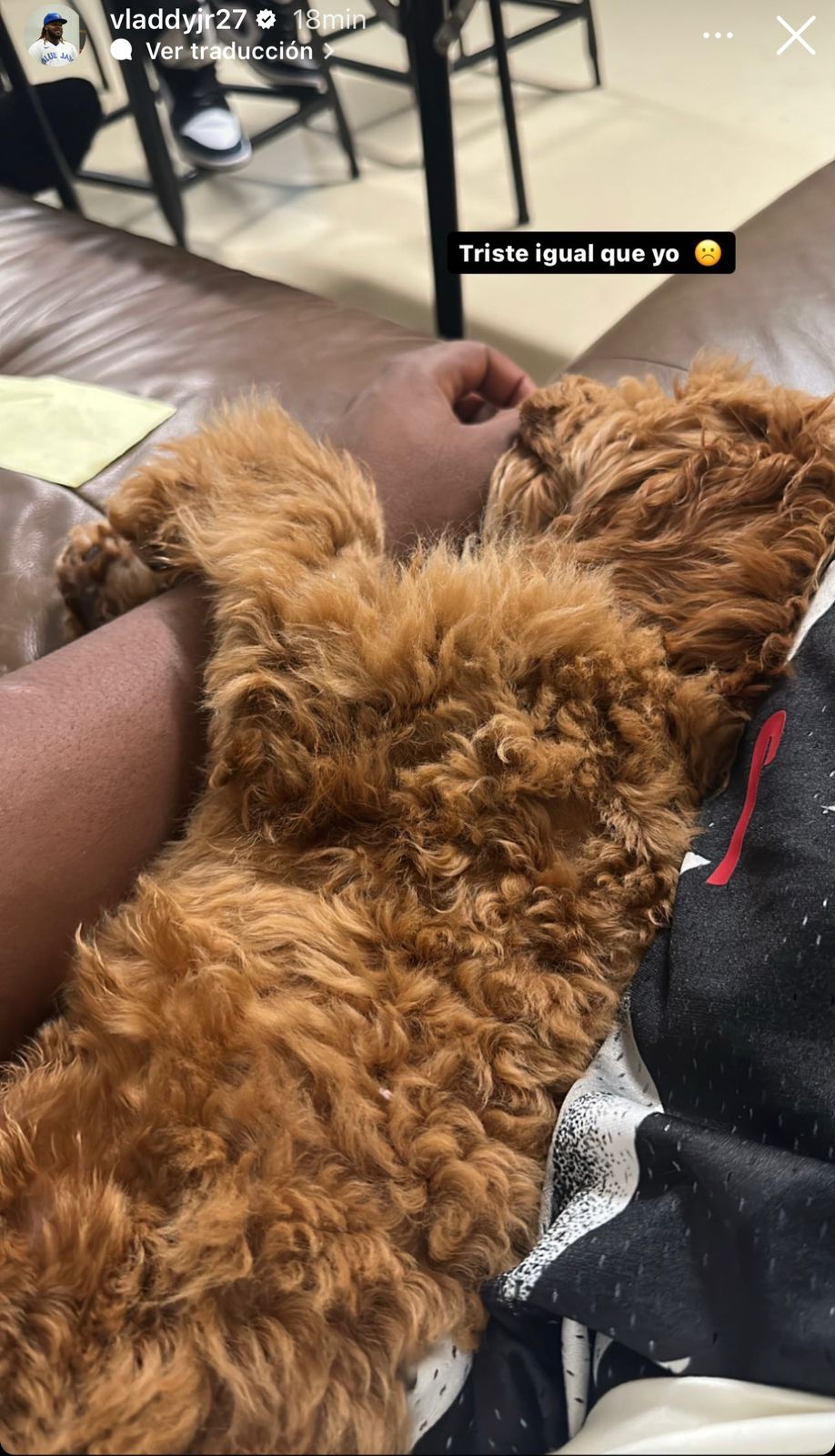 Vladimir Guerrero Jr. to his pet: "Sad just like me"