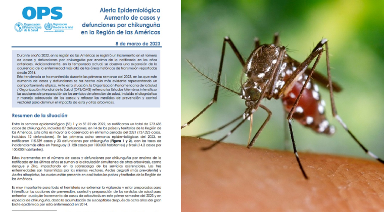 WHO issues regional alert due to increase in cases and deaths from chikungunya