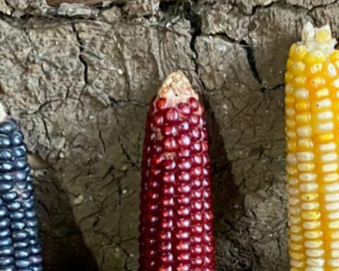 What are transgenic foods?