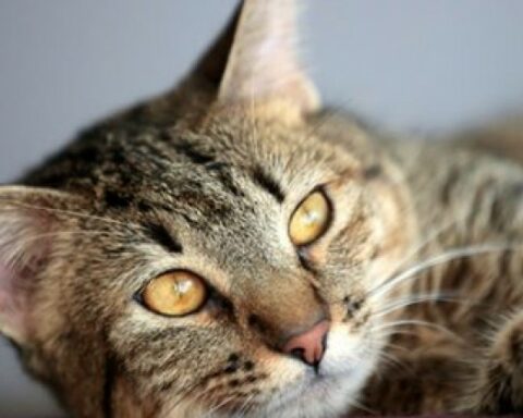 Why do cats purr?  Science offers several explanations