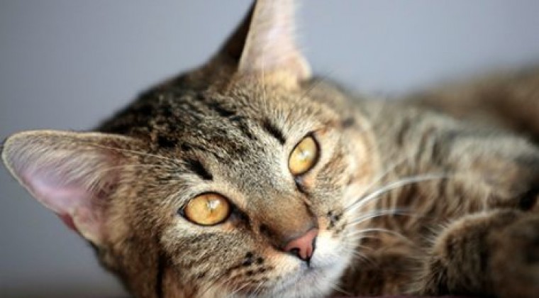 Why do cats purr?  Science offers several explanations
