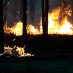 Workers denounce that fire in the Uverito forest has consumed 30 thousand hectares