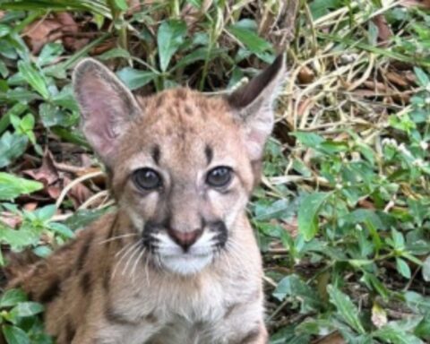 A small puma has his whiskers cut off and apart from that they take him away from his mother
