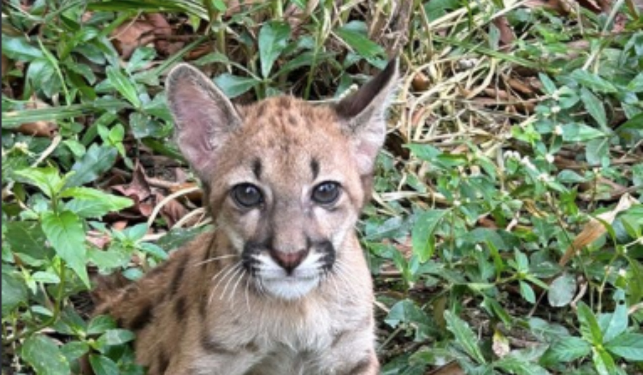 A small puma has his whiskers cut off and apart from that they take him away from his mother