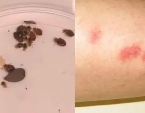 chinches, Artemisa, Camagüey, plaga