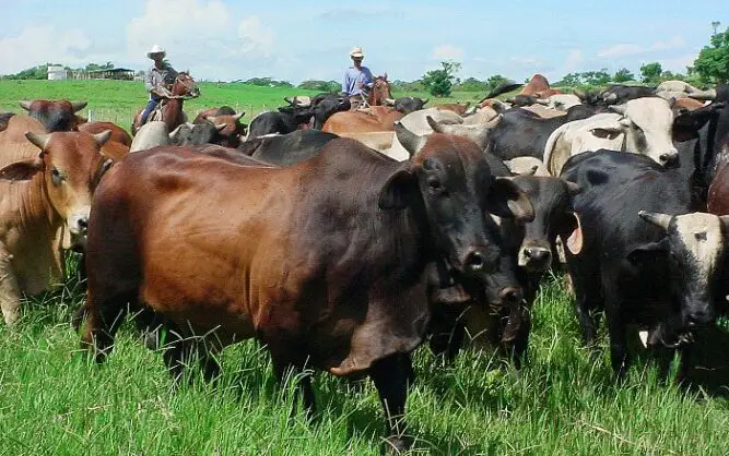 The theft and slaughter of cattle in Cuba skyrockets: 82,000 cases in 2022