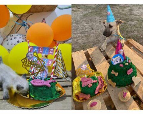 Complaints of animal abuse received by the municipal shelter have increased