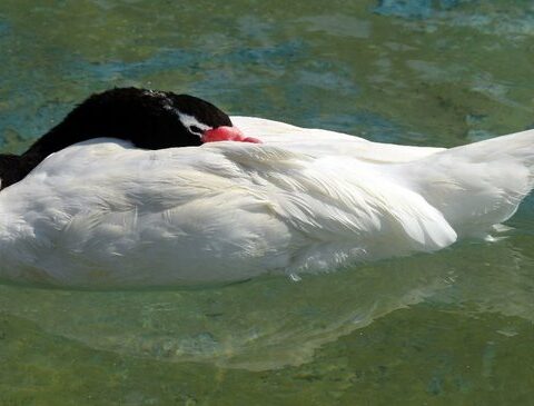 Eighth source of avian flu detected, now in Ciudad del Plata