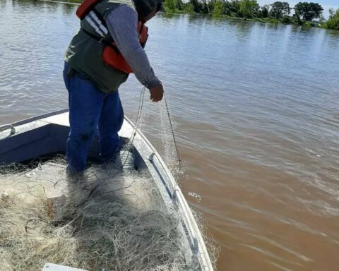 Fish mortality: strict controls in the waters of the Paraguay and Paraná rivers