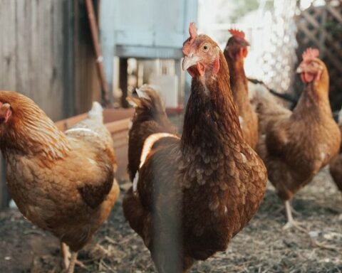 Focus of avian flu jeopardizes production in the department of San José and puts Uruguay on alert