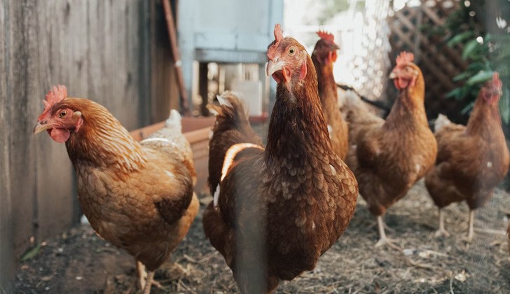 Focus of avian flu jeopardizes production in the department of San José and puts Uruguay on alert