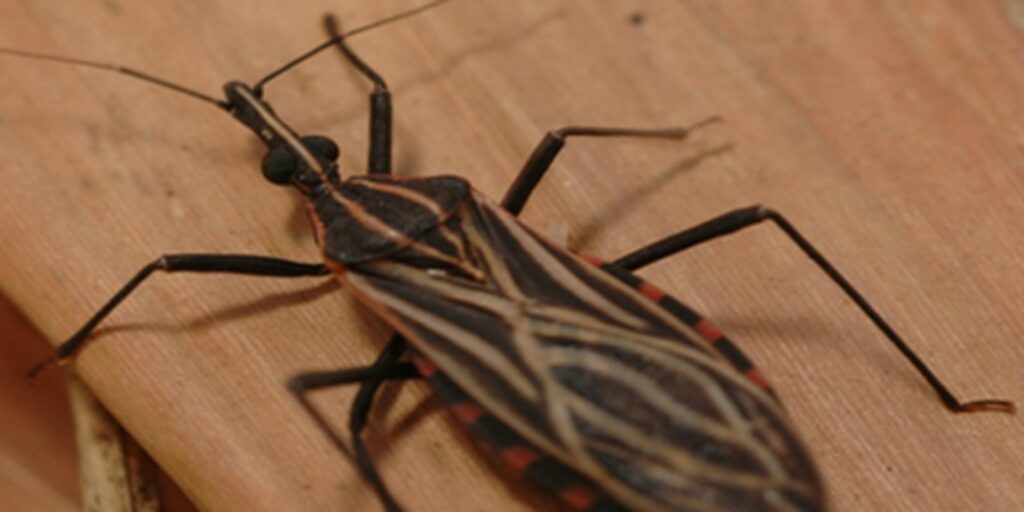 Genetic variant protects indigenous people from the Amazon against Chagas disease