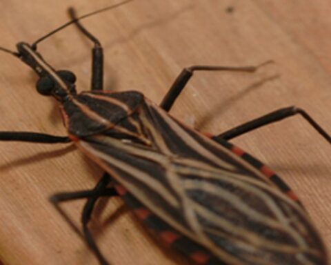 Genetic variant protects indigenous people from the Amazon against Chagas disease