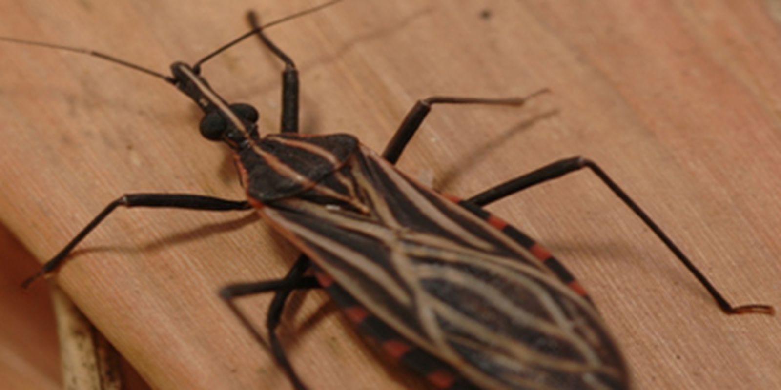 Genetic variant protects indigenous people from the Amazon against Chagas disease