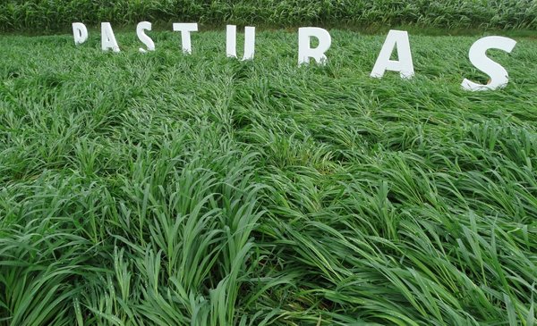 Green lungs that stabilize livestock systems