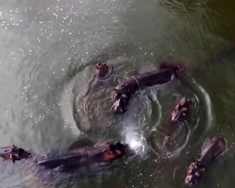 Hipopótamos en Colombia: Al año 2030 podría haber más de 400 en el Magdalena