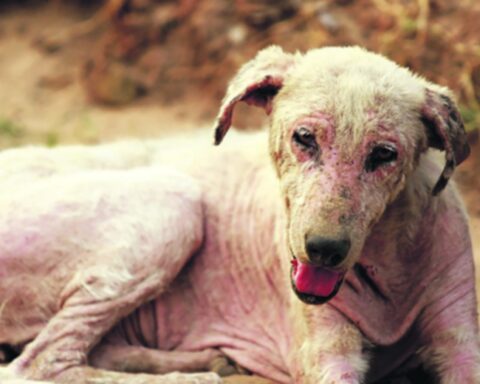 In four months there have been more than 500 complaints for animal abuse and abandonment