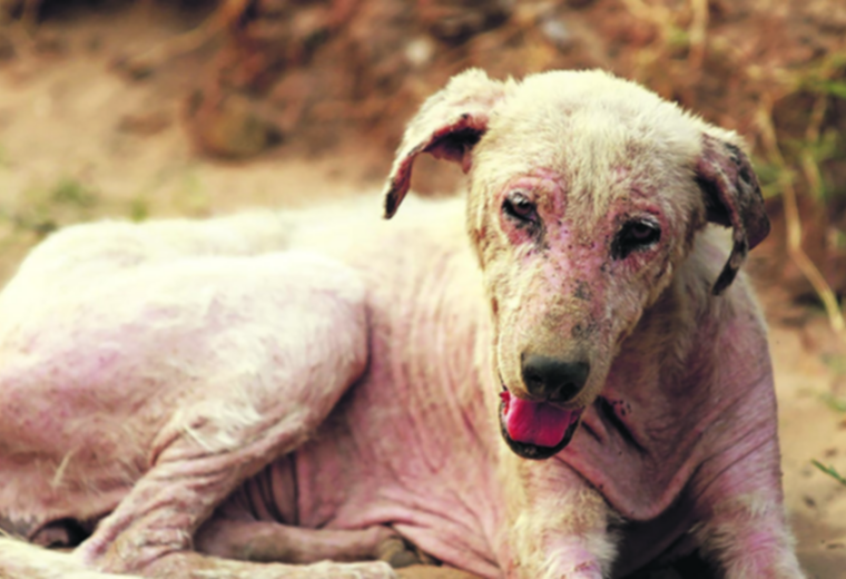 In four months there have been more than 500 complaints for animal abuse and abandonment