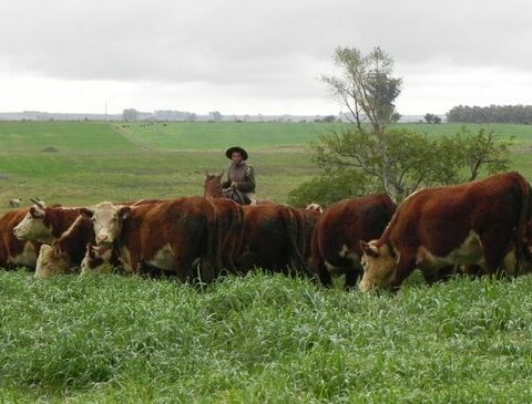 It rained, but the supply of fat bovines is still low and the job does not take off