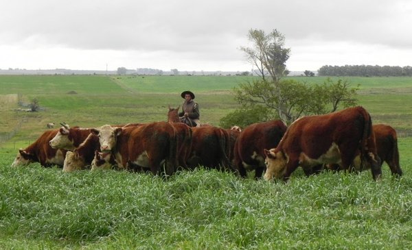 It rained, but the supply of fat bovines is still low and the job does not take off