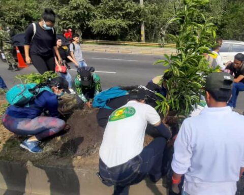 More than a thousand bushes were planted on the Cali - Jamundí road