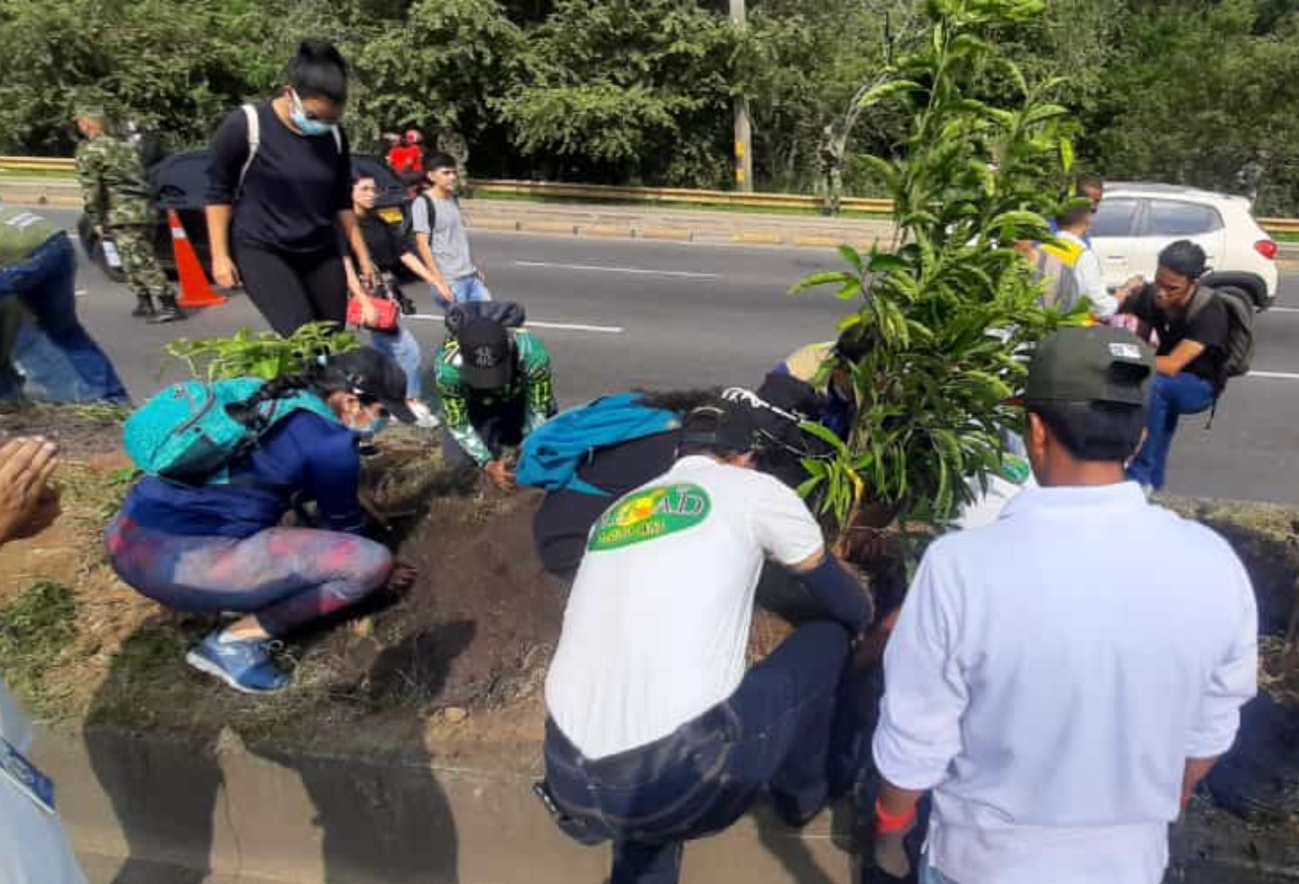 More than a thousand bushes were planted on the Cali - Jamundí road