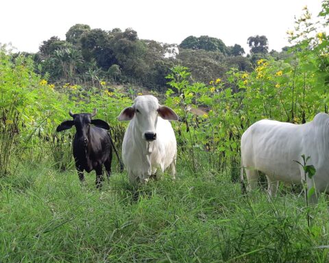 Nevado del Ruiz volcano: the measures that will be taken to help the animals that are nearby
