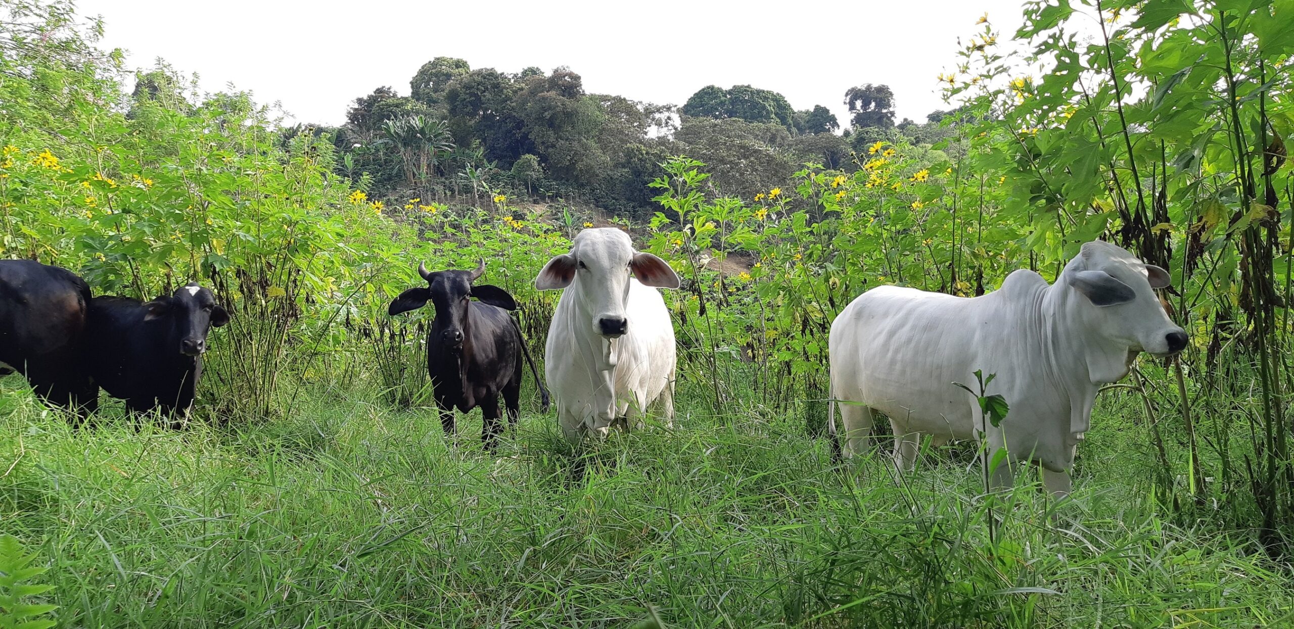 Nevado del Ruiz volcano: the measures that will be taken to help the animals that are nearby