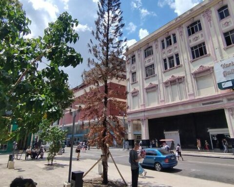 The Christmas pine on Galiano street, a sad reflection of the misfortunes suffered by Cubans