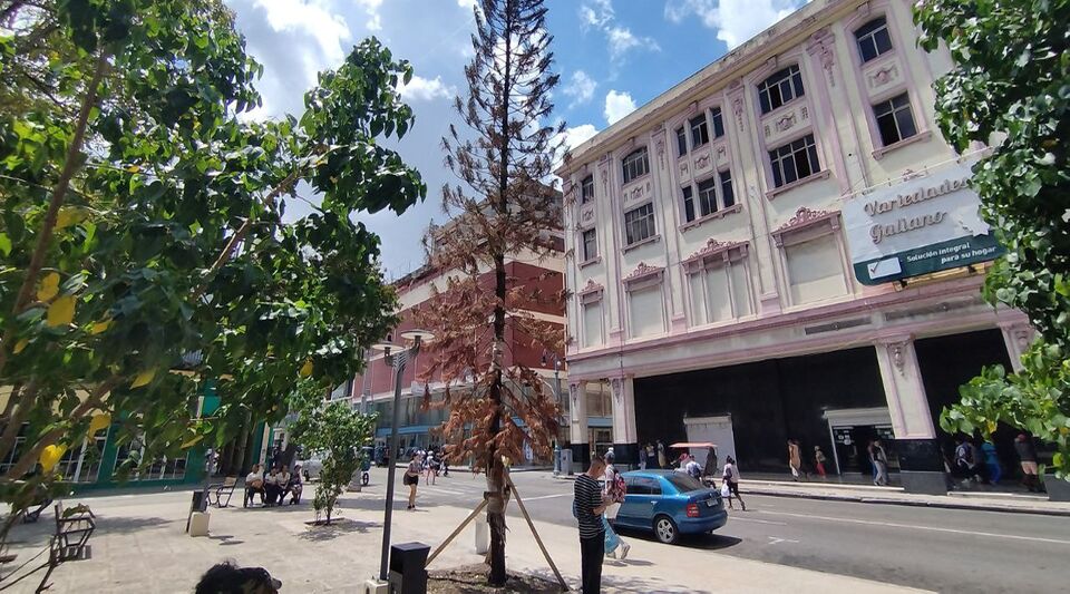 The Christmas pine on Galiano street, a sad reflection of the misfortunes suffered by Cubans
