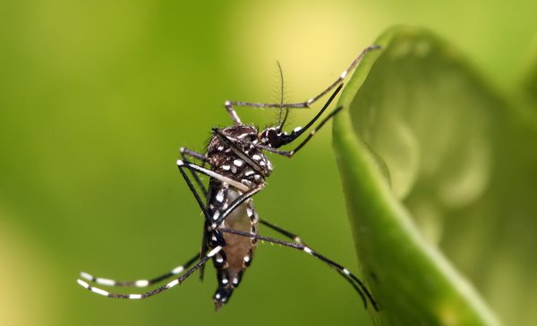 The MSP confirmed new cases of chikungunya, in Salto and Río Negro