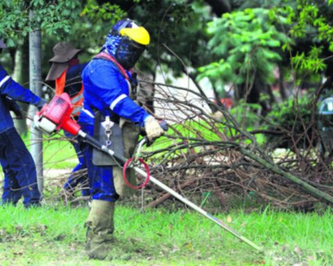 The cleaning of green areas and pruning in the city is 75% complete