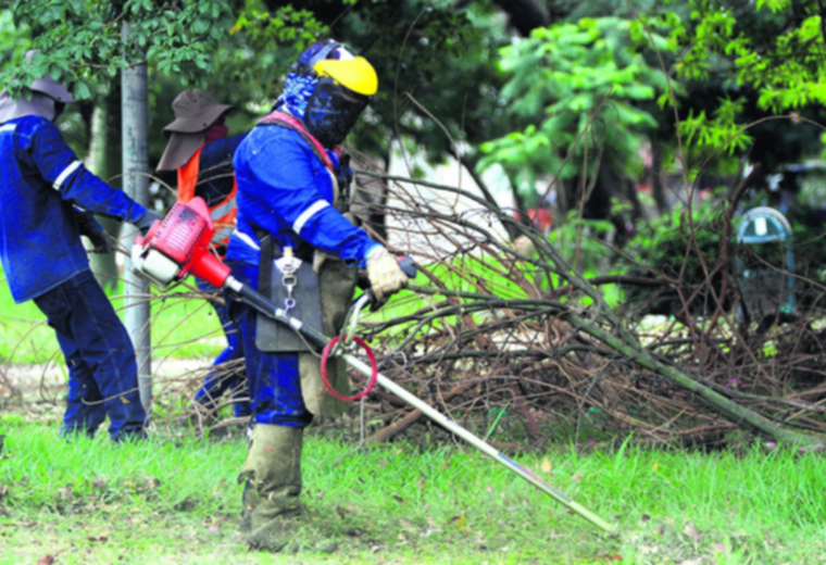 The cleaning of green areas and pruning in the city is 75% complete