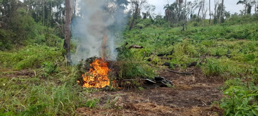 They destroy 15 tons of drugs in the San Rafael reserve