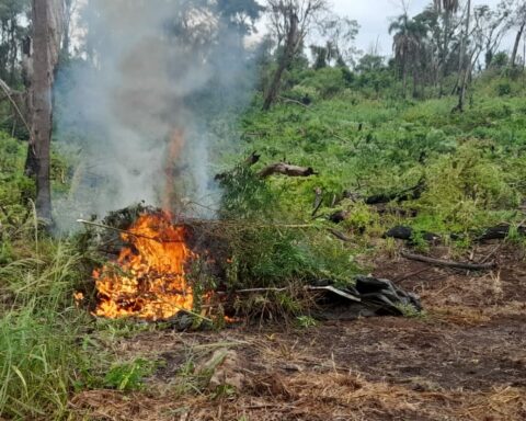 They destroy 15 tons of drugs in the San Rafael reserve