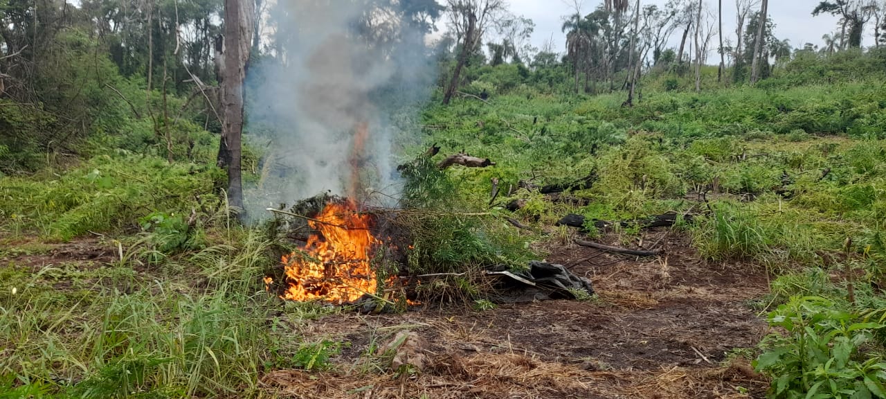 They destroy 15 tons of drugs in the San Rafael reserve