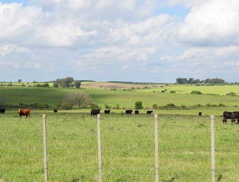 Twelve weeks in a row with price rises for fat cattle