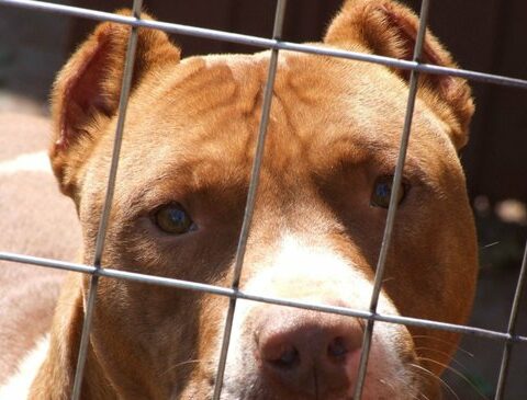 Two pit bull dogs attacked three people in La Paloma: their owner is summoned