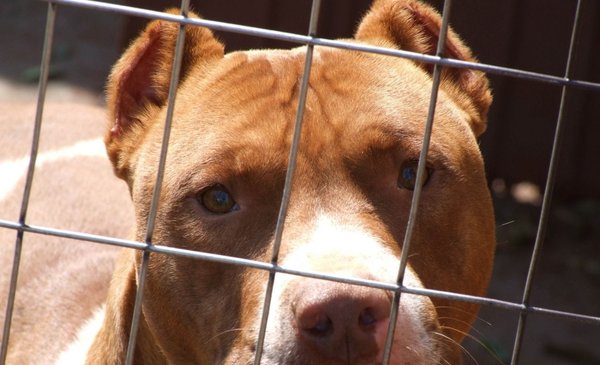 Two pit bull dogs attacked three people in La Paloma: their owner is summoned