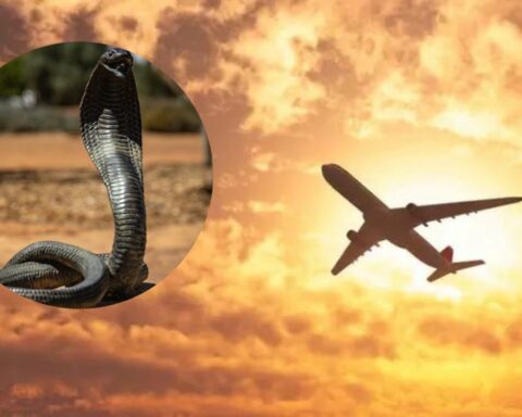 Venomous cobra appeared in the cabin of an airplane and forced an emergency landing