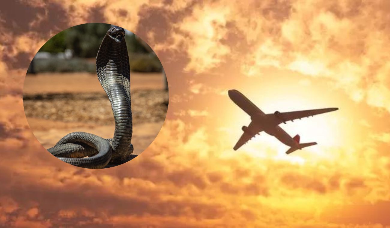 Venomous cobra appeared in the cabin of an airplane and forced an emergency landing