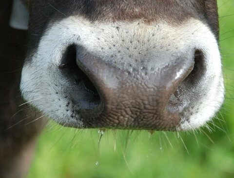 Weekly closing of markets with news in livestock, grains and wool