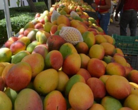 Cuba will export 20 tons of mangoes from Cumanayagua, in Cienfuegos, to Russia
