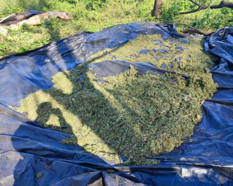 Cultivation and collection of marijuana discovered in the San Rafael Reserve