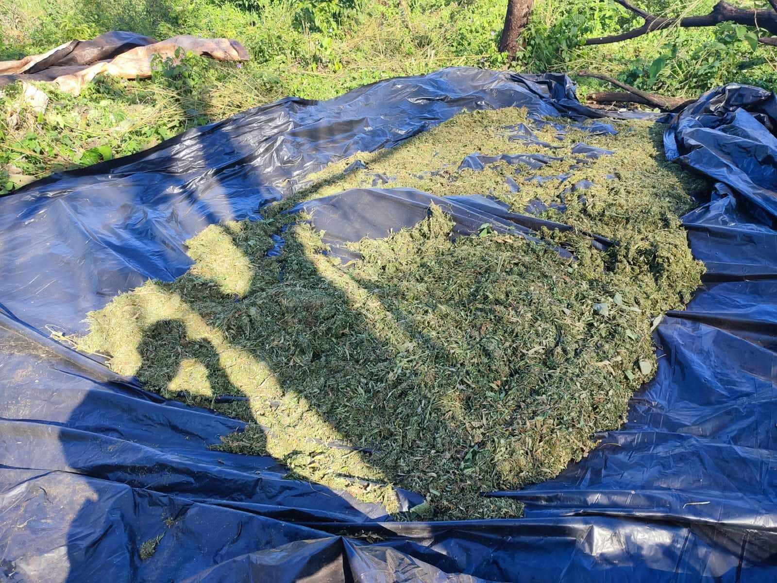 Cultivation and collection of marijuana discovered in the San Rafael Reserve