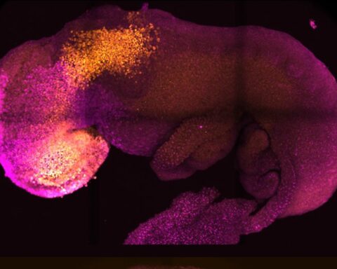Gastrulation, the mysterious stage of pregnancy that some consider "the most important moment of our lives"