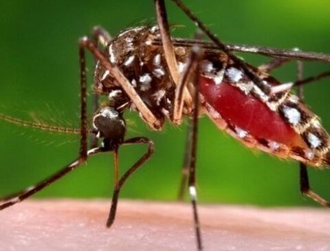 MSP detected first case of chikungunya in Montevideo