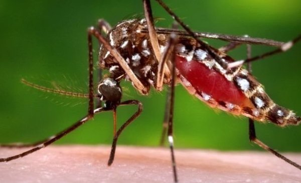 MSP detected first case of chikungunya in Montevideo