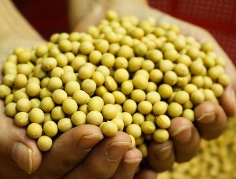 New challenge for the farmer: there will be corn and soybeans left over in the world